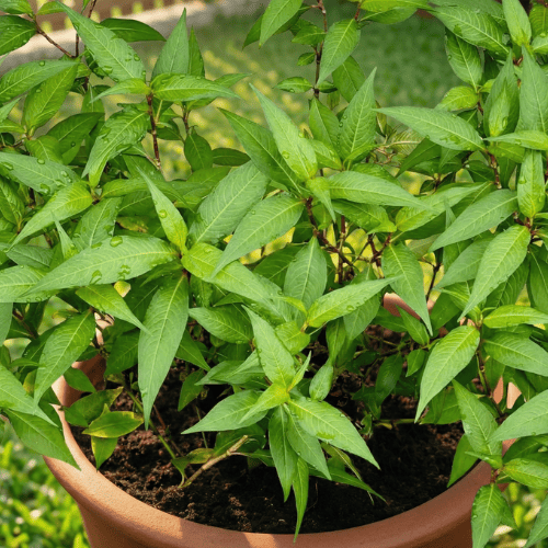 Baja Organik Selamat