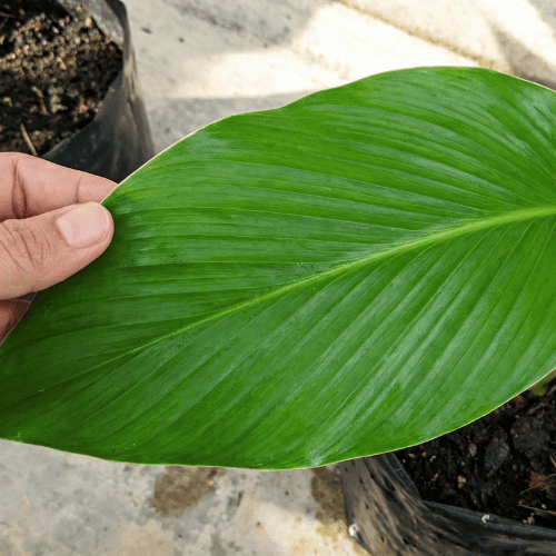 Baja Organik Selamat